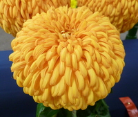 Patricia Millar Orange